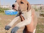 Русские гончие собаки объявление продам