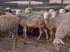Овцы, ягнята Катумские