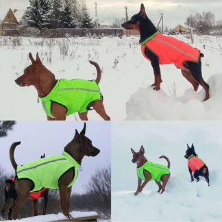 Попона для собаки