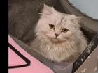 Персидская кошка бесплатно бронь до 18. 09