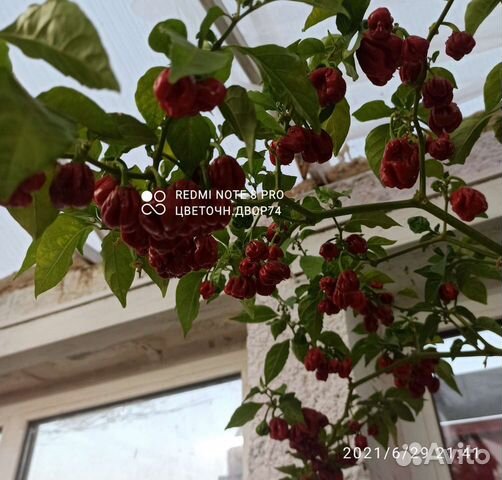 Перец острый сверхострый