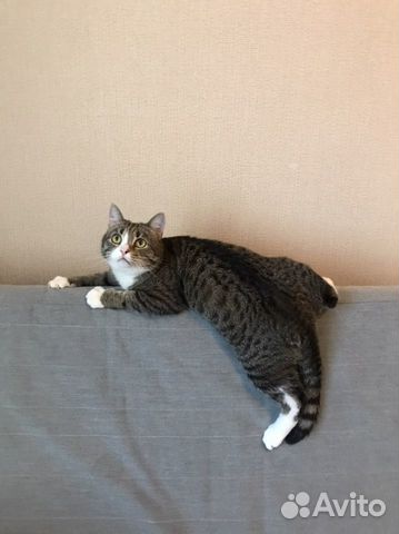 Передержка котиков на дому без клеток и стресса