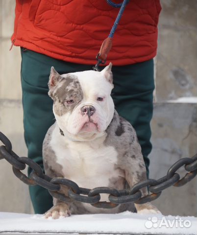 Для вязки сын Папая Американский булли мерль