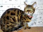 Бенгальская кошка объявление продам