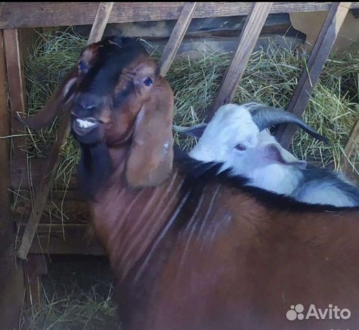 Продаются а/н процентные козочки