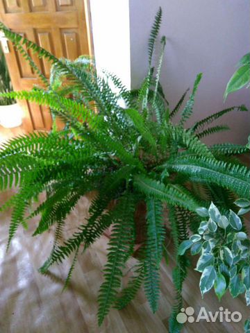 Цветы комнатные