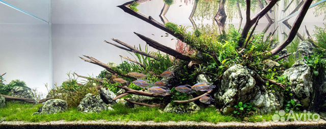 Оформление и обслуживание аквариумов