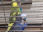 Продам двух волнистых попугаев с клеткой объявление продам
