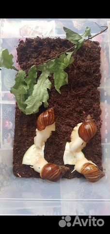 Улитка ахатина