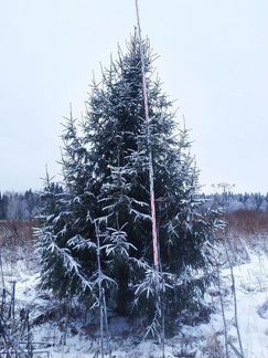 Ель обыкновенная живая изгородь