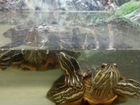 Красноухие черепахи бесплатно с аквариумом объявление продам
