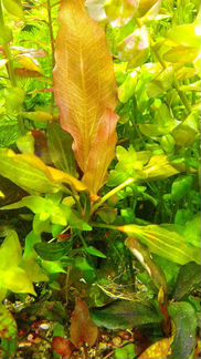 Прополка растений из аквариума