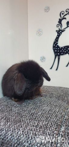 Крольчата Mini Lop