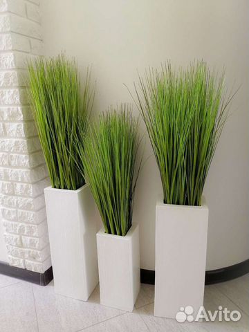 Осока,трава в кашпо, премиум-качество