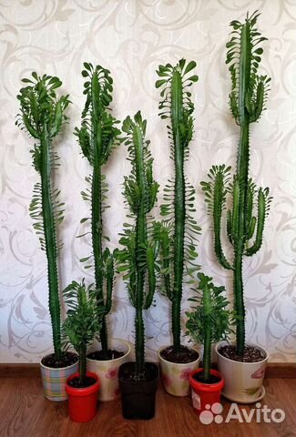 Кактус Молочай, фикус, спатифиллум. Цветы разные