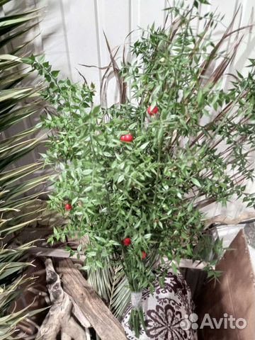 Иглица, рускус