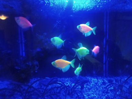 Аквариум куб Тетра 12л