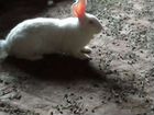 Кролики белый великан объявление продам
