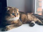 Вислоухий золотой кот вязка