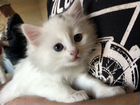 Белые котята с черным пятнышком на голове объявление продам