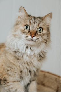 Королева Флаффи