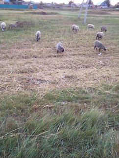 Овцы ярки рамановские - фотография № 8