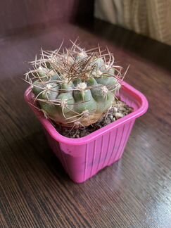 Суккуленты