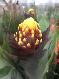 Гузмания Вариада. Доставка