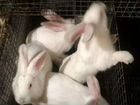 40 кроликов породы Калифорния и Белый панон