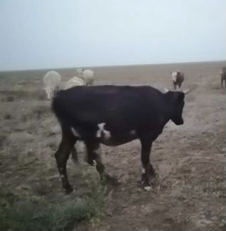 Корова с теленком - фотография № 1