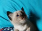 Сиамский котенок в дар объявление продам