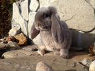 Крольчата породы фр баран объявление продам