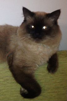 Вязка с котом