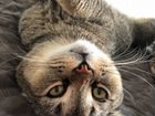Шотландский кот на вязку объявление продам