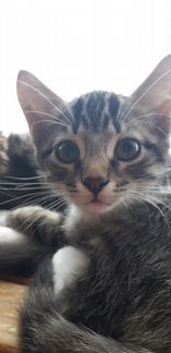 Котята