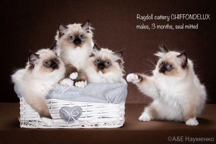 Рэгдолл, для дома и в разведение