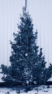 Живые елки пушистые