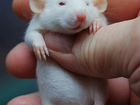 Крыса (Крыски, Крысята) Дамбо объявление продам
