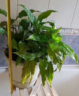 Спатифиллум