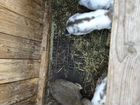 Кролики Бараны, на разведение, чистокровные объявление продам