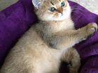 Британские котята золотая шиншилла