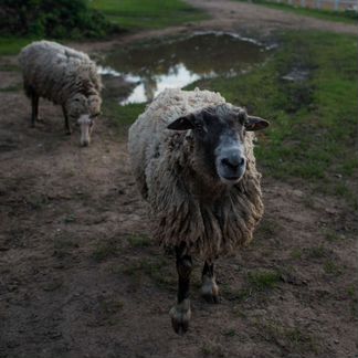 Овцы беременные и с ягнятами - фотография № 3