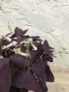 Оксалис Triang Mijke Purlple