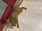 Абиссинская кошка для вязки объявление продам