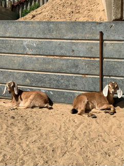 Дойные козы и козочки - фотография № 2