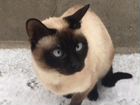 Кошка, сиамская объявление продам