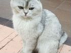 Шотландский вислоухий (фолд) кот вязка