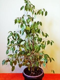 Фикус Бенжамина Кинки. 2004г. 100см