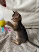 Абисинский котенок объявление продам