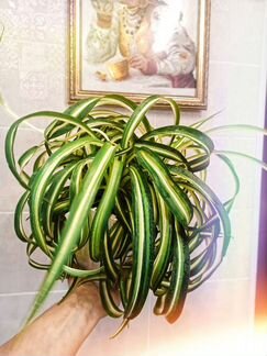 Хлорофитум бонни